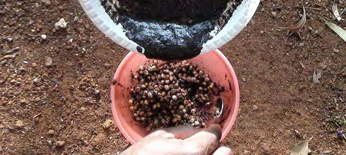 Before planting, apply a legume inoculant e.g. Biofix.