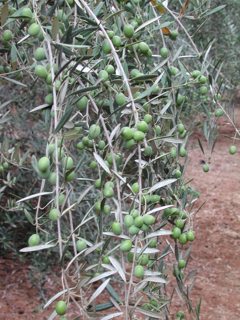 irrigation of Olive The frequency and volume of autonomous irrigation is a function of the threshold tension chosen for irrigation, the evaporative demand, the available soil water, the plant
