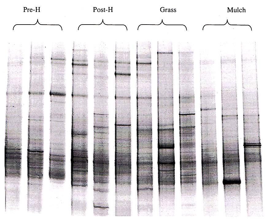 Fungal DNA fingerprints in rootzone