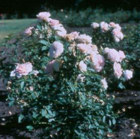Produces flowers in June and September and grow to 3' high. Zone 3. HOPE FOR HUMANITY A low growing, ever-blooming rose.