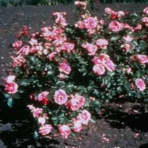 MORDEN CENTENNIAL A hardy, floriferous shrub rose that flowers repeatedly throughout the season with main
