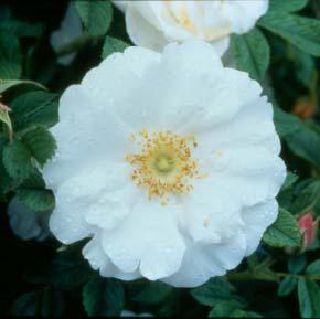 MORDEN SNOW BEAUTY A lovely, white-flowering hardy shrub rose that reaches 3.5'.