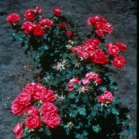 WINNIPEG PARKS A hardy re-current blooming shrub suitable for use as a bedding landscape rose or specimen