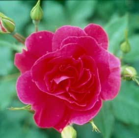 CAPTAIN SAMUEL HOLLAND A winter-hardy pillar-type rose with a trailing growth habit and branches that grow to 6'.