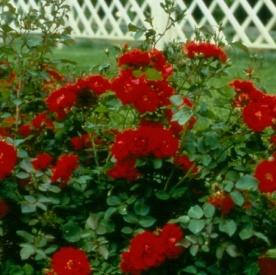 CHAMPLAIN A hardy rose that is outstanding for its free and continuous flowering habit throughout summer and fall.