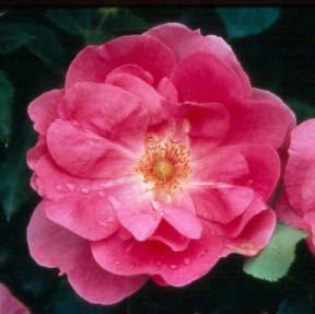 Dark red, unopened bud changes to medium pink at blossom and fades to mottled pink when fully open.