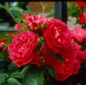 Flowers are medium red, with a spicy fragrance, are 5" across, and are produced in clusters of 9-18.