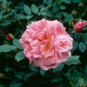 JOHN CABOT A climbing rose that has strong arching canes of 9' and blooms freely in June and July, and