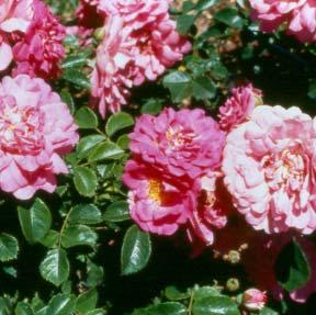 LOUIS JOLLIET A climbing rose with a trailing growth habit that reaches 3'.