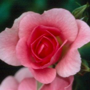 ROYAL EDWARD A semi-miniature low spreading rose that reaches a height of 1.5'.