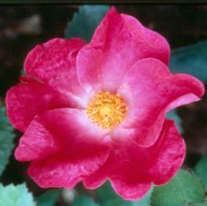Flowers are medium red and slightly fragrant and are produced repeatedly throughout summer. Zone 3.