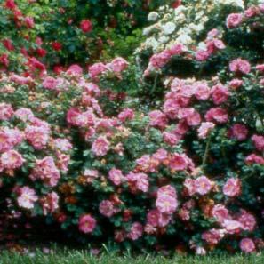 OTHER HARDY ROSES BONICA A shrub of distinguished beauty and hardiness.