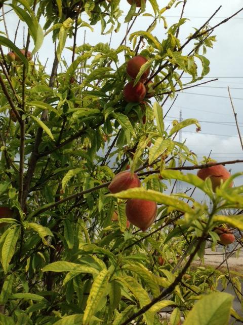 The Red Barn Gardens have one plum, one fig and two peach trees. The plums and peaches produce every year - are very tasty - but are quite small.