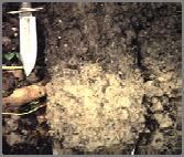 Group 1c Soils. Hydric Soils with the following 10 hydric soil indicators have seasonal high saturation at the depth where all requirements of the indicator.