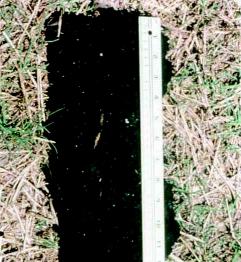 Figure 6. Indicator A3 Black Histic. Proof of aquic conditions is not required. Scale is inches (R) and cm (L). be observed. Individual strata are dominantly less than 2.5 cm (1 in) thick.