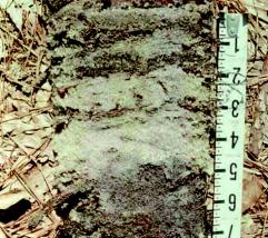 Many alluvial soils have stratified layers at the required depths, but lack chroma 2 or less; these do not fit this indicator. Stratified layers occur in any type soil material (figs. 7 and 8).