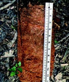 including iron/manganese soft masses or pore linings, or both, are required in soils that have matrix colors of 4/1, 4/2, and 5/2.