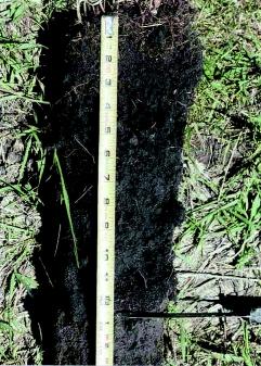 This indicator occurs on flood plains of rivers, such as the Apalachicola, Congaree, Mobile, Savannah, and Tennessee Rivers. F13. Umbric Surface. For use in LRRs P and T.