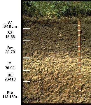 Soil horizons Horizons in the soil profile