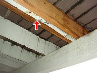 however, wood rot will continue to grow and eventually begin to damage the