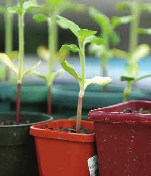 Plant Seeds Indoors. Many seeds can be started indoors and then transplanted to outdoor gardens.