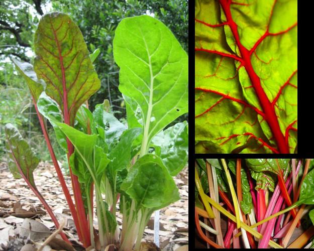 Rain bow chard is very easy to grow and a great alternative to spinach which preforms poorly, trying to set seed, once the days become longer.