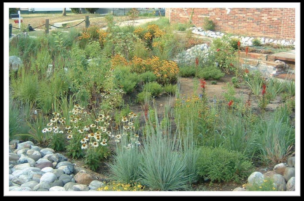 Application Question To Think About Rain gardens are meant to catch large amounts of storm water and then let
