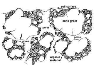 It s Not Just Dirt Soil consists of: Mineral particles sand, silt, or clay. Pore Spaces between mineral particles.