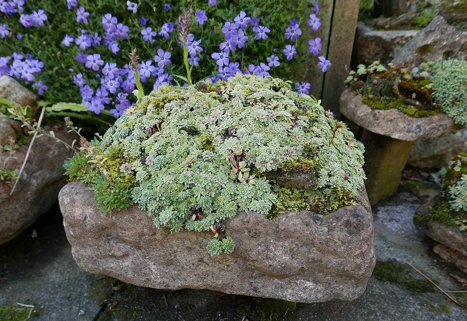 A well-established trough containing a silver saxifrage has been joined by Erinus alpinus and Dactylorhiza that