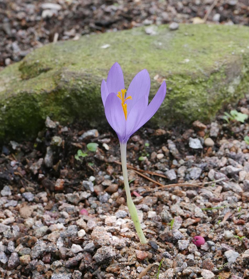 is one of the Crocus nudiflorus corms that I planted out