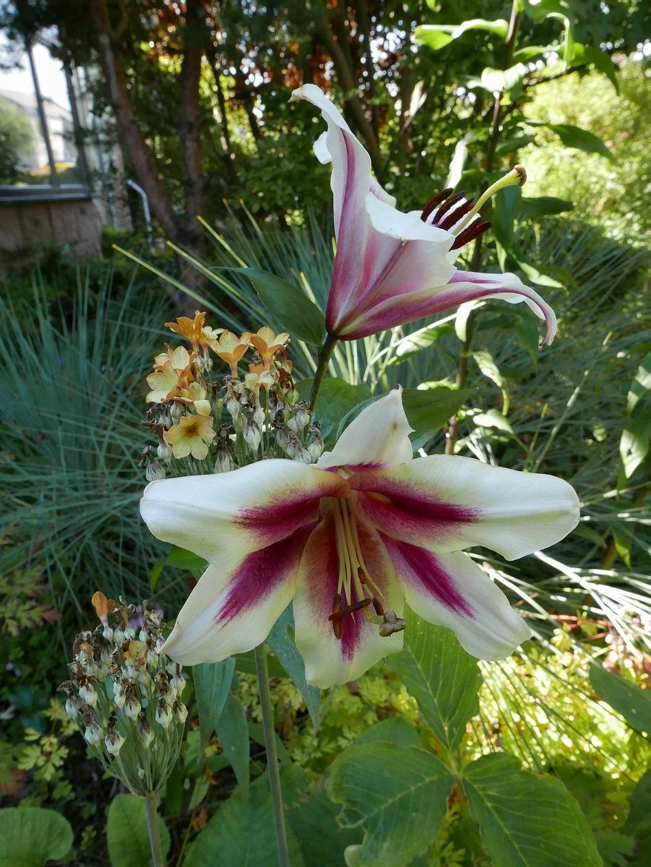 Late summer flowering Lily