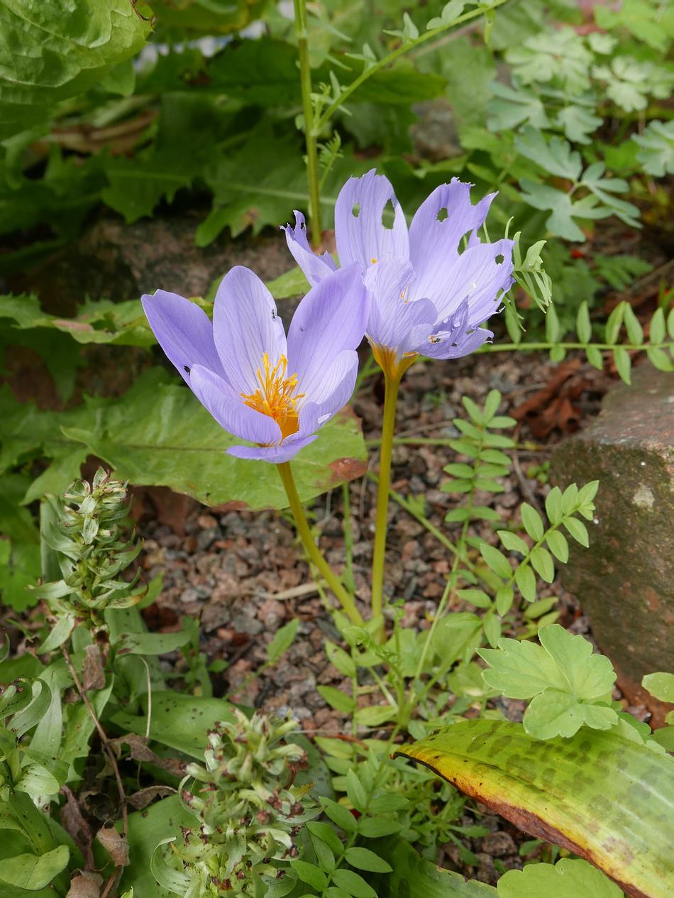Crocus speciosus xantholaimos We should not expect perfection in the garden and we do need to learn to accept and live with the many other diverse life forms that share the