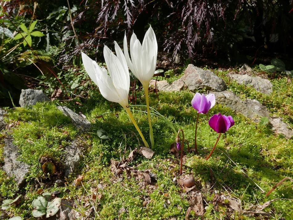 Crocus vallicola and Cyclamen hederifolium are now flowering in this sand bed you will also see the growth of mosses and Sagina procumbens that have covered the sand.