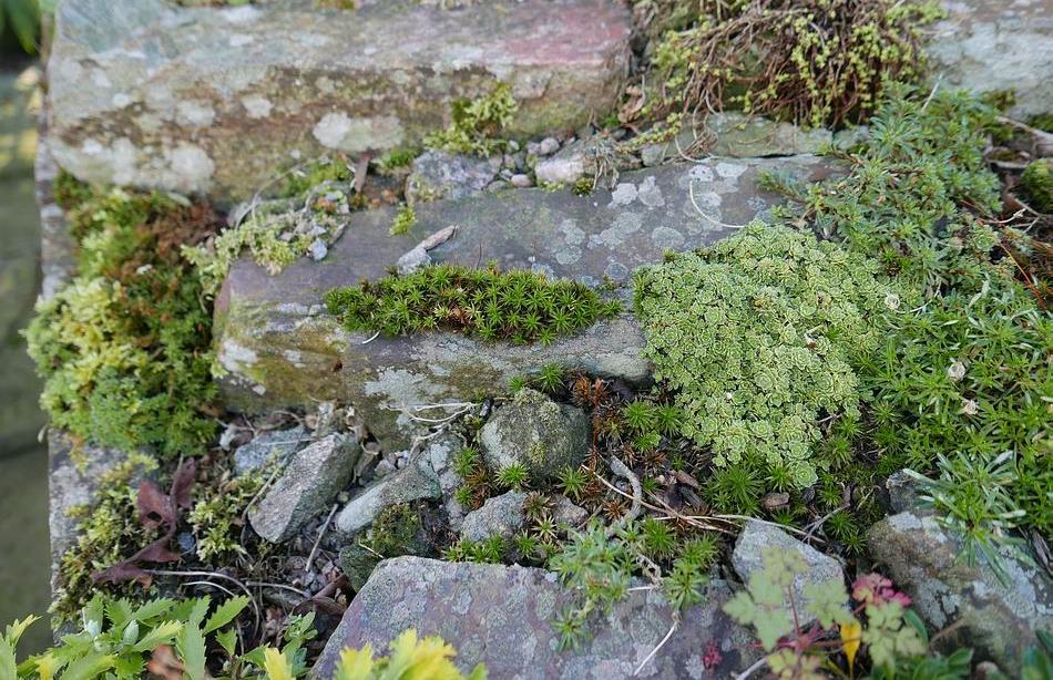 I am happy to allow some moss to grow so that I can observe the process but when it shows signs of overwhelming other plants I will take some action.
