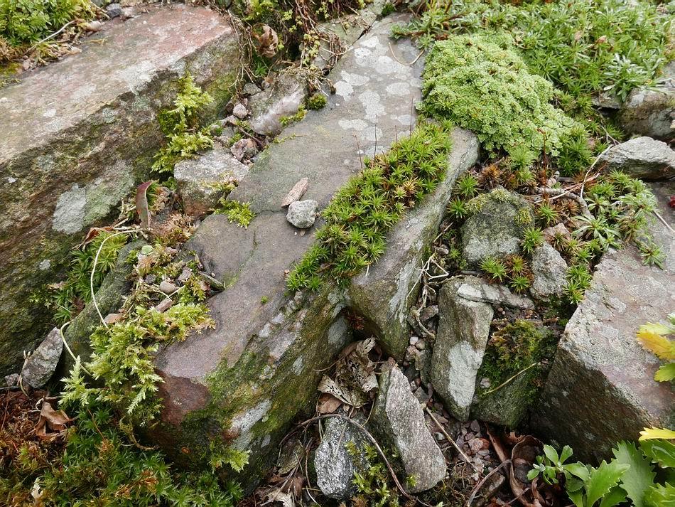 Mosses are of great benefit to plants in rocky environments in the way that they establish a foothold where seeds of other plants can