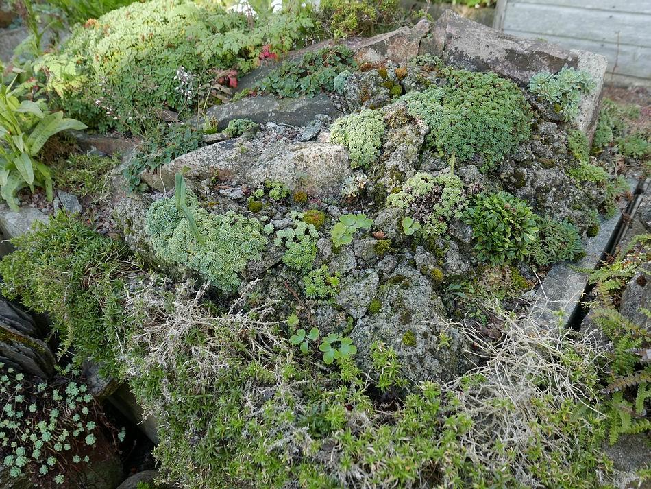 Many of the alpine type plants such as the saxifrages take a summer holiday once they have flowered and set seed their growth seems to stop as the warmer drier conditions prevail -