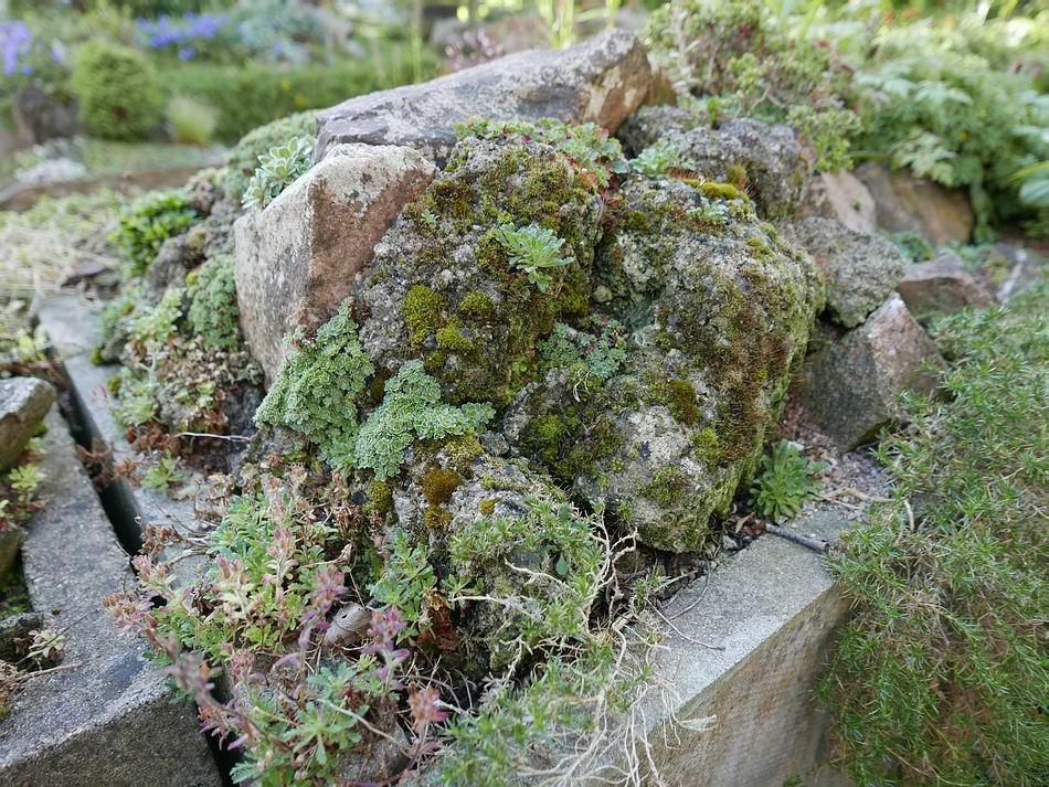 There is a strong growth of mosses on many of my broken concrete rock landscapes and that growth is allowing other plants to seed onto the concrete also the saxifrages are spreading out from the