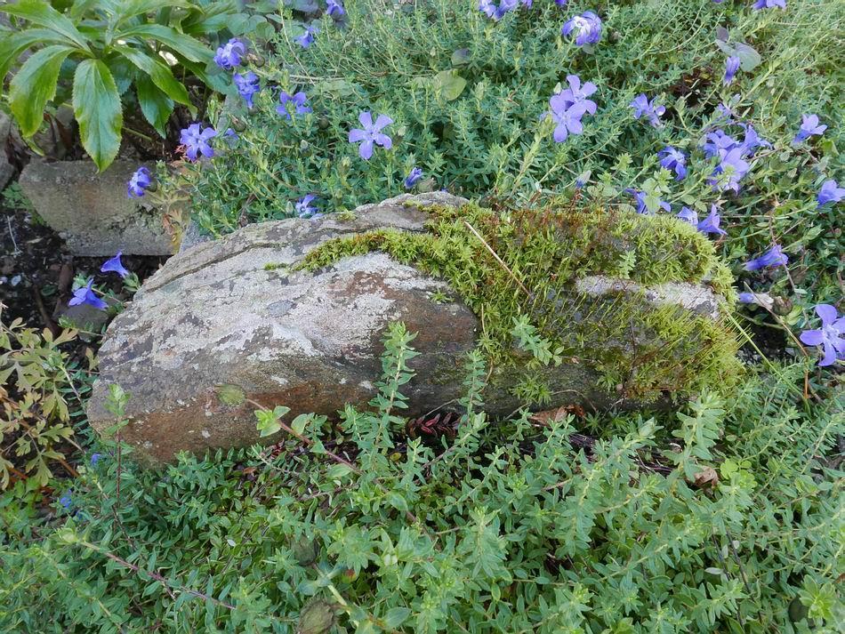 This rock in another of the slab beds has a growth of mosses,
