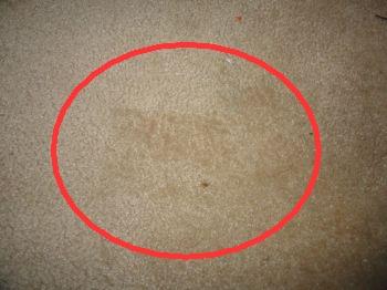 Recommend professional evaluation. Carpet stains noted.  Recommend professional evaluation.