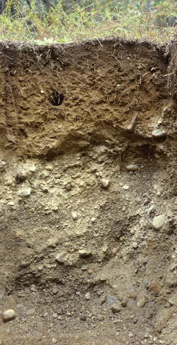 Subsurface soil horizons: C C horizon: Partially decomposed and weathered parent material that retains some