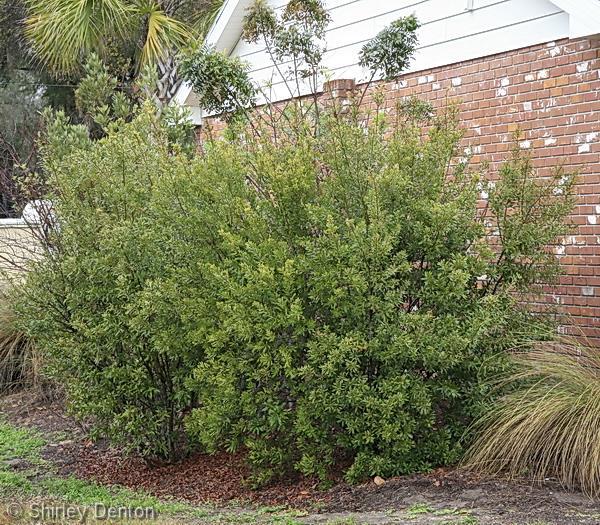 Wax myrtle (Myrica cerifera) (H) Evergreen, up to 15 Sun pt.