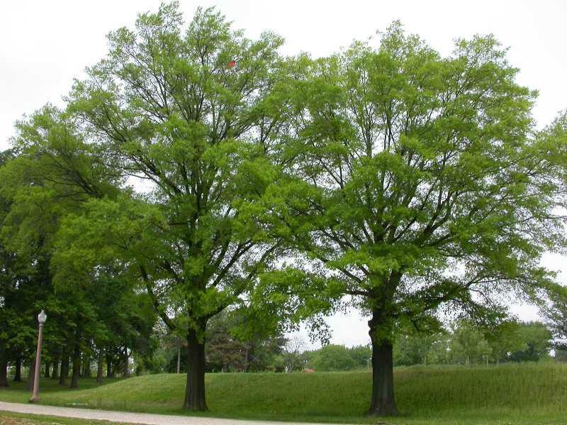 Willow Oak (Quercus phellos) (M) Deciduous, up to 100 Sun Wind, salt-tolerant,