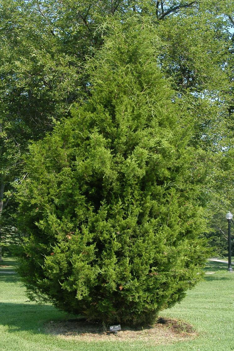 Upright Junipers (Juniperus sp.