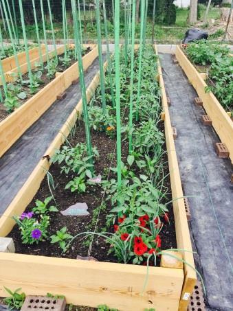 The Community Garden Program provides eligible local churches, nonprofit or civic organizations, schools, and community groups the opportunity to grow fresh produce and assist low-income residents