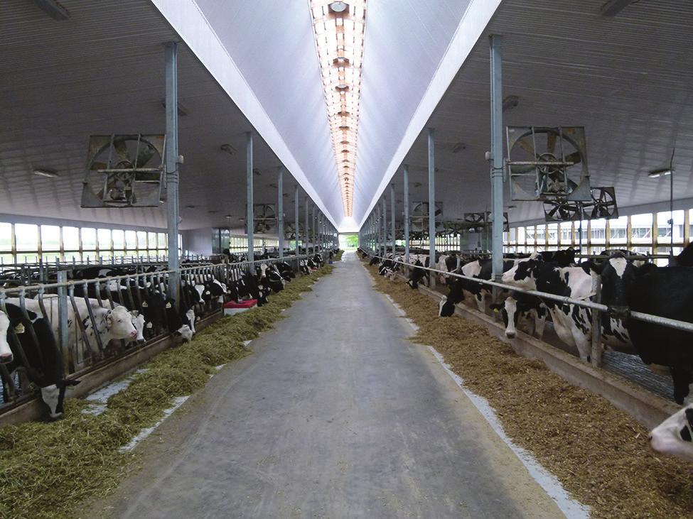 Dairy Housing Ventilation Options for Free-Stall Barns H.K. House, P.Eng.