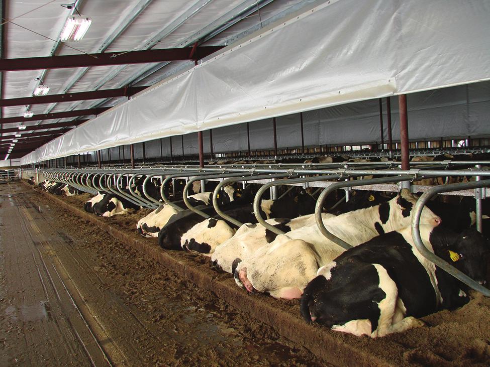 Provide adequate water space and volume. Water consumption increases as temperature increases. Have the water where the cows need it and have an unrestricted supply when they need it.
