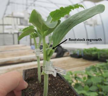 Note that the cut on the rootstock on the right begins at the base of the rootstock cotyledon. This will assure the complete removal of meristem tissue.