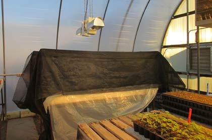 Figure 8. A graft healing chamber built on a greenhouse bench. The healing chamber is made with PVC pipes and covered with plastic film and two layers of 30% shade cloth.