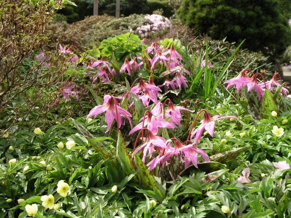 Erythronium dens-canis is relatively easy in cultivation growing in a wide range of soil types from the sandy soil enriched with organic matter that we