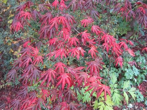 I have been enjoying some good autumn colour such as on various acers as well if you would like to share some of the brief autumn colours I loaded this Bulb Log Video Diary